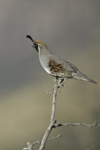 Gambel's Quail