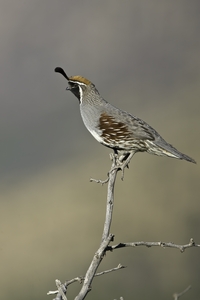 Gambel's Quail