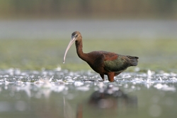 Glossy Ibis
