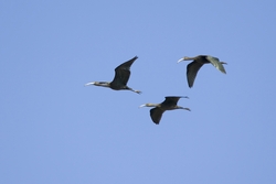 Glossy Ibis