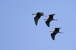 Glossy Ibis
