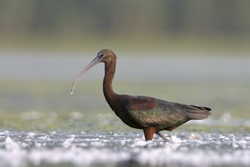 Glossy Ibis