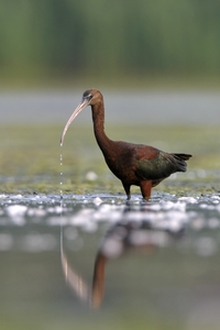 Glossy Ibis