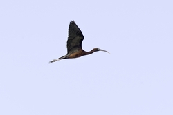 Glossy Ibis