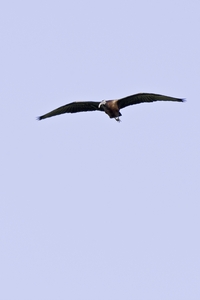 Glossy Ibis