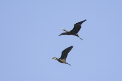 Glossy Ibis