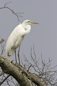 Great Egret