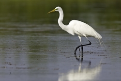 Great Egret