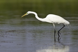 Great Egret