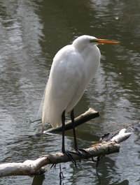 Great Egret