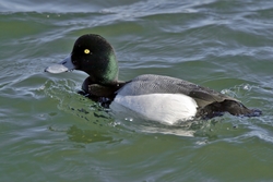 Greater Scaup