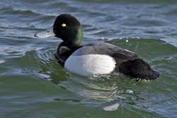 Greater Scaup