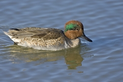 Green-winged Teal