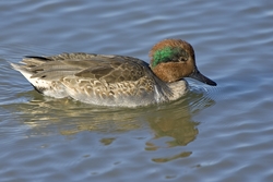 Green-winged Teal