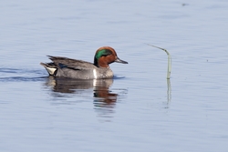 Green-winged Teal