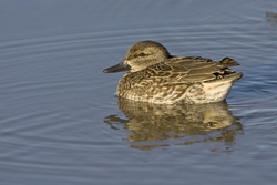Green-winged Teal