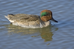 Green-winged Teal