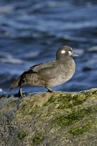 Harlequin Duck