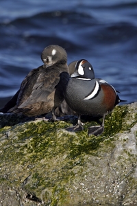 Harlequin Duck