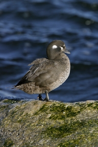 Harlequin Duck