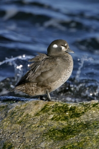 Harlequin Duck