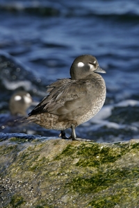 Harlequin Duck
