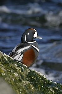 Harlequin Duck