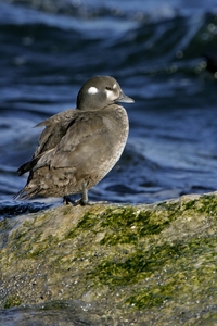 Harlequin Duck