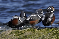 Harlequin Duck