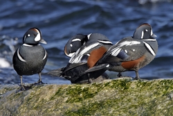 Harlequin Duck