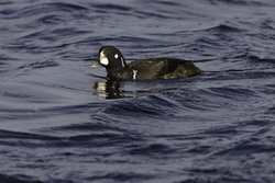 Harlequin Duck