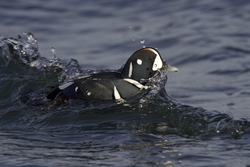 Harlequin Duck