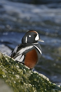 Harlequin Duck