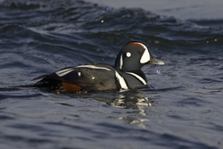 Harlequin Duck