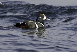 Harlequin Duck