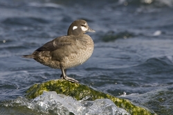 Harlequin Duck