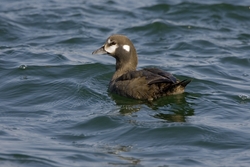 Harlequin Duck