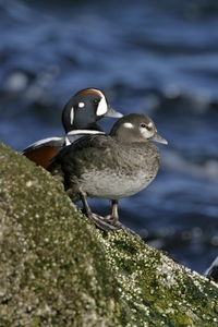 Harlequin Duck