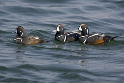Harlequin Duck
