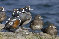 Harlequin Duck