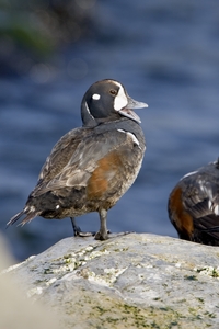 Harlequin Duck