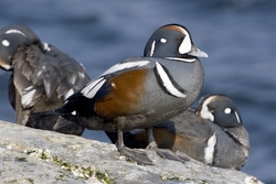 Harlequin Duck