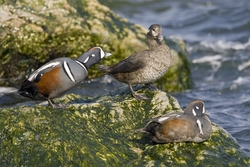 Harlequin Duck