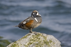 Harlequin Duck