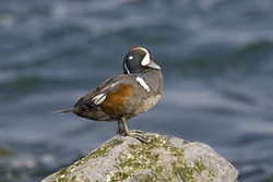 Harlequin Duck