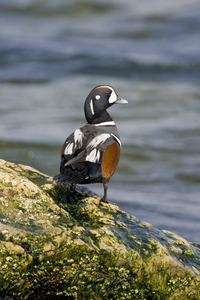 Harlequin Duck