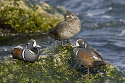 Harlequin Duck