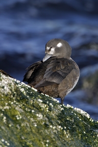 Harlequin Duck