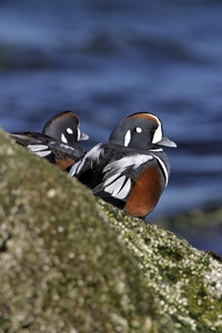 Harlequin Duck