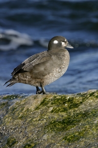 Harlequin Duck
